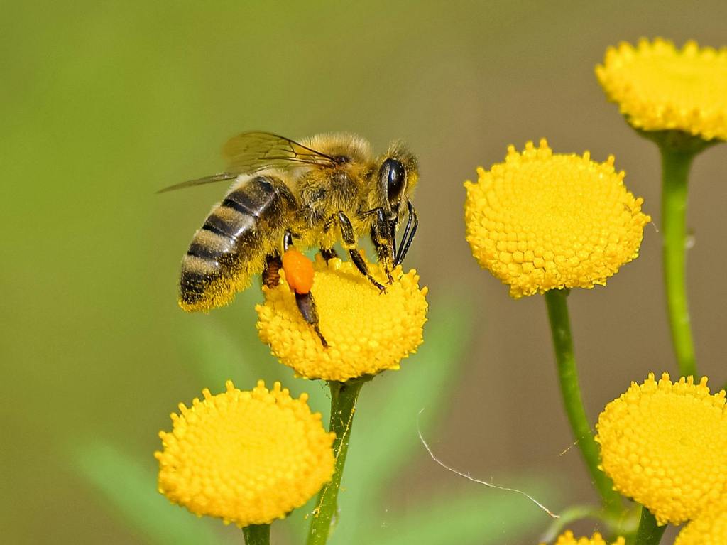 A Few Tips for Attracting Pollinators to Your&nbsp;Garden